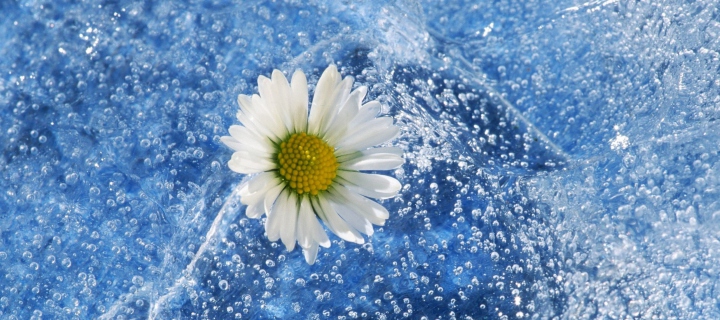 Chamomile And Water wallpaper 720x320