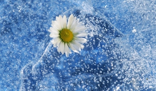 Chamomile And Water Background for Android, iPhone and iPad