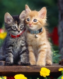 Обои Nice Kittens 128x160
