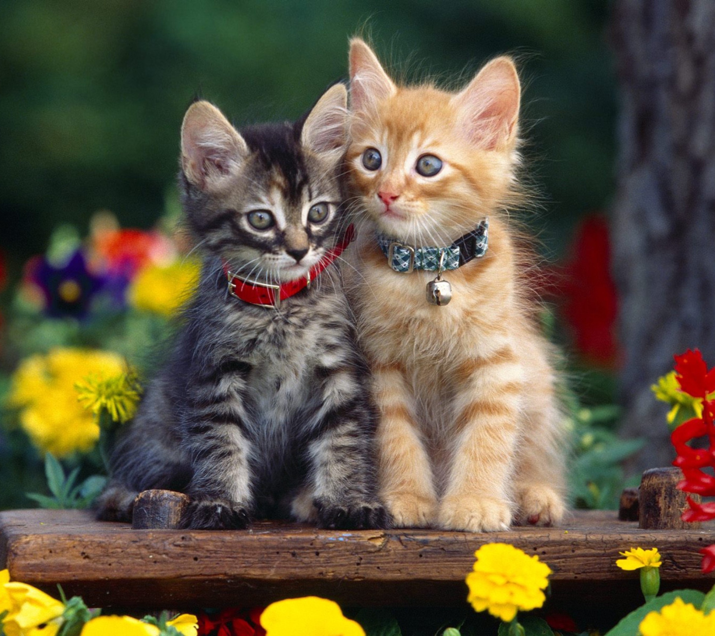 Fondo de pantalla Nice Kittens 1440x1280