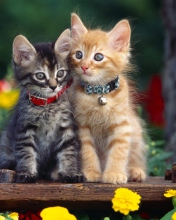 Обои Nice Kittens 176x220