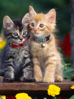 Das Nice Kittens Wallpaper 240x320