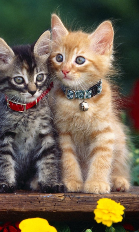 Nice Kittens wallpaper 480x800