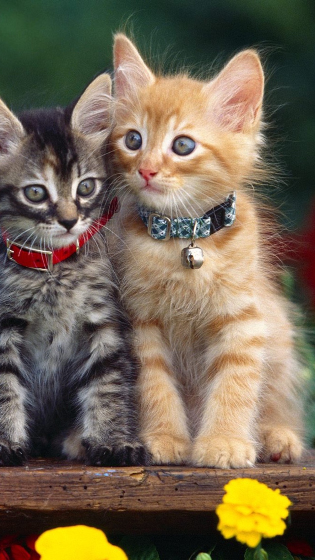 Fondo de pantalla Nice Kittens 640x1136