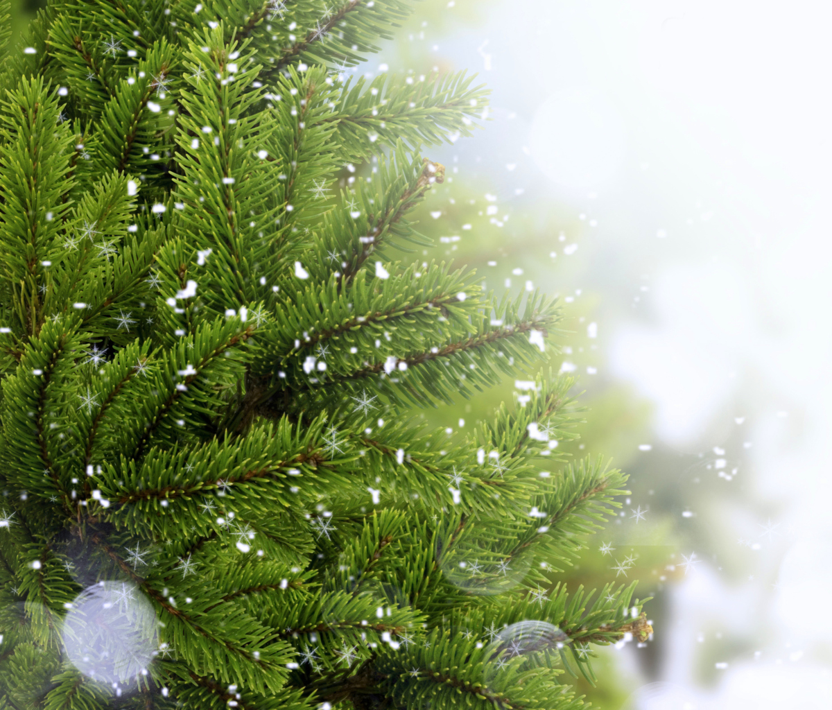 Sfondi Christmas Tree And Snow 1200x1024