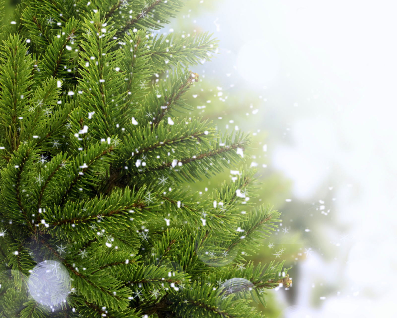 Sfondi Christmas Tree And Snow 1600x1280