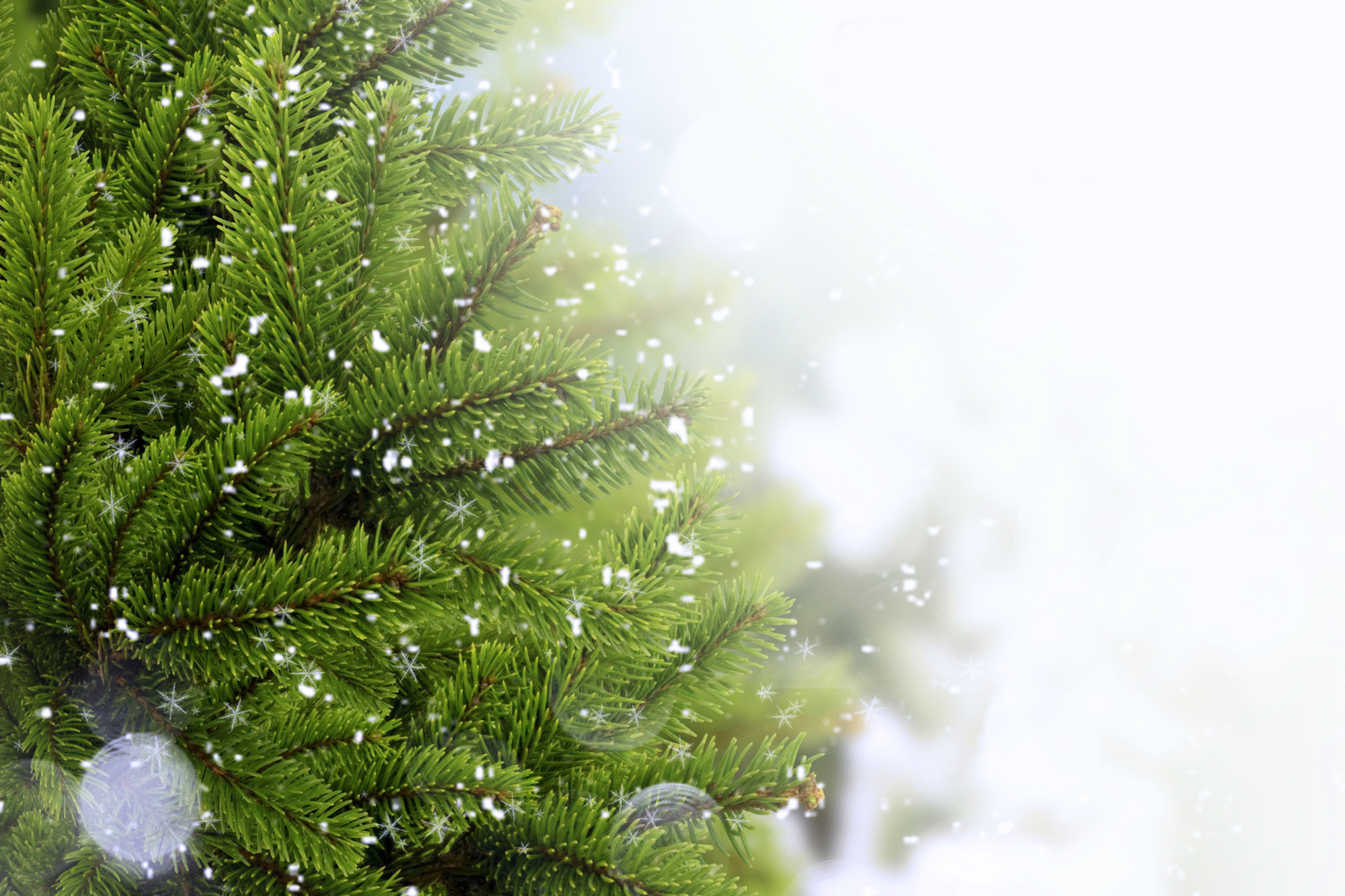 Das Christmas Tree And Snow Wallpaper 2880x1920