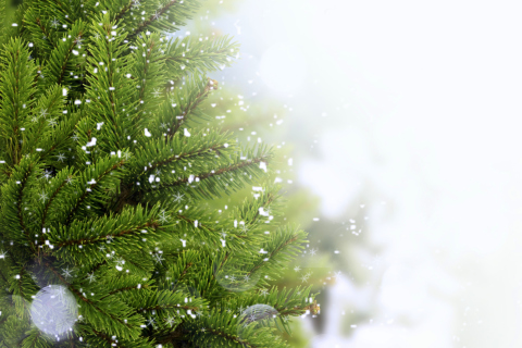 Das Christmas Tree And Snow Wallpaper 480x320