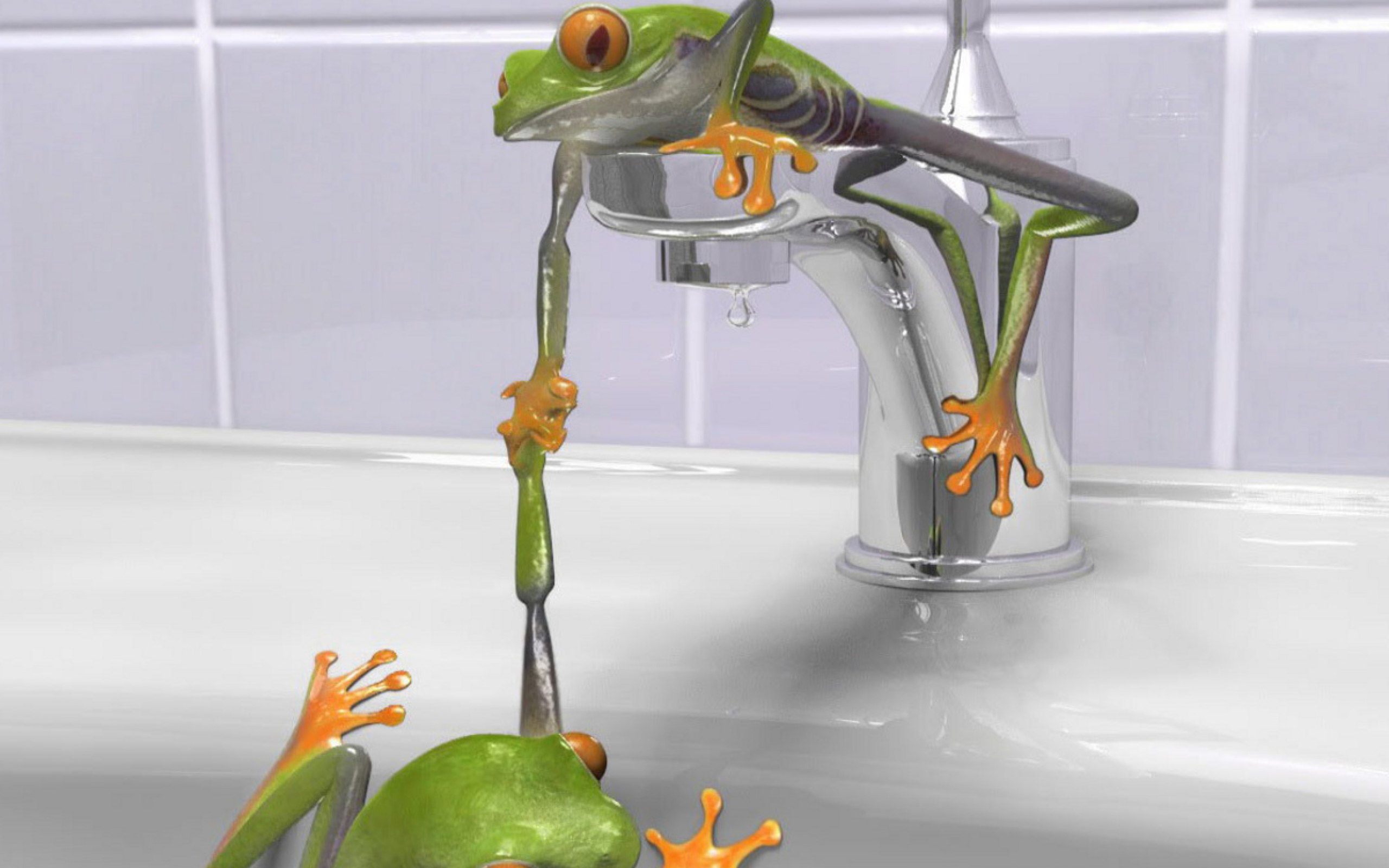 Froggy wallpaper 2560x1600