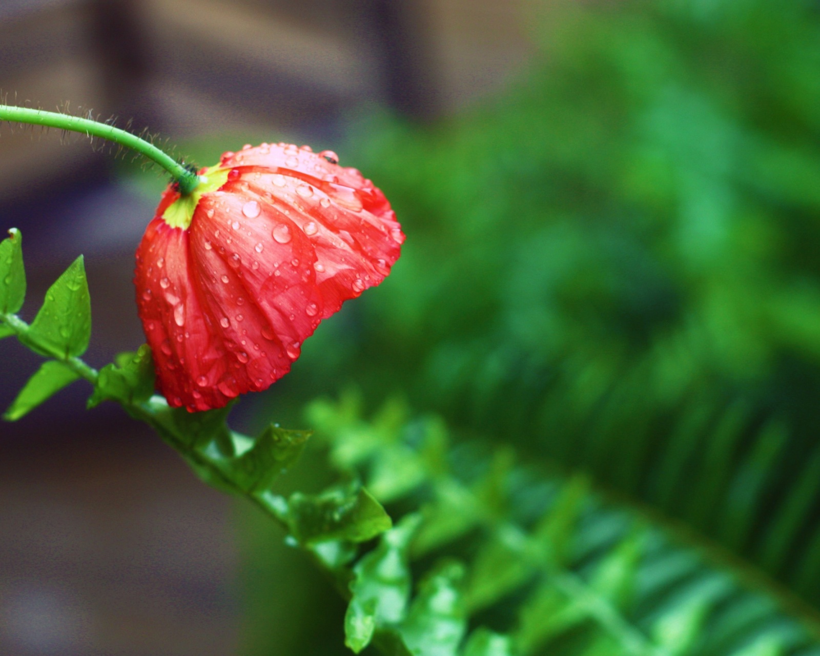 Sfondi Red Poppy with Ddew 1600x1280