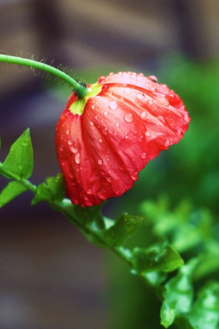 Red Poppy with Ddew screenshot #1 320x480