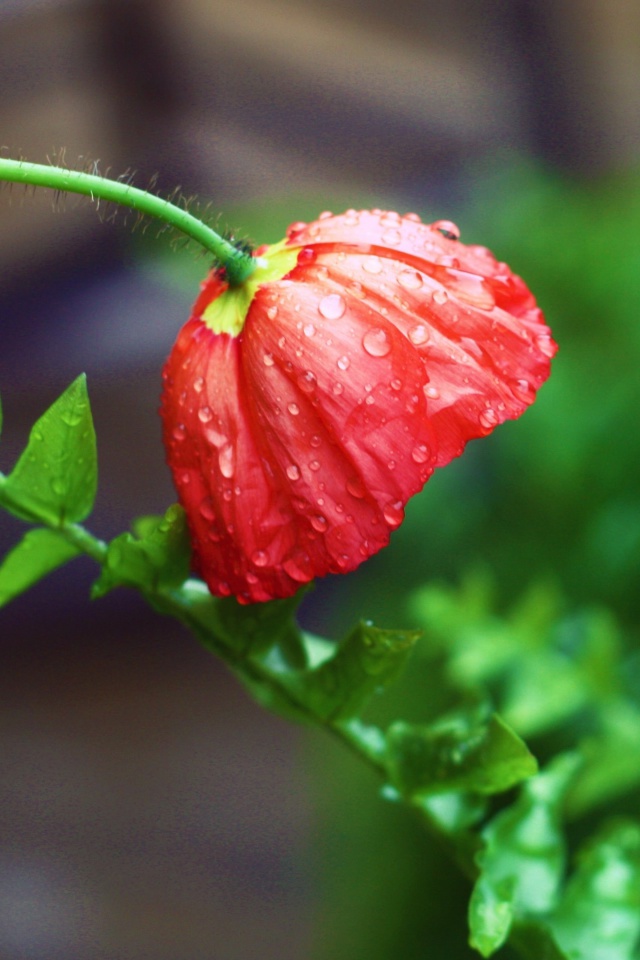 Red Poppy with Ddew wallpaper 640x960