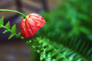 Red Poppy with Ddew Background for Android, iPhone and iPad