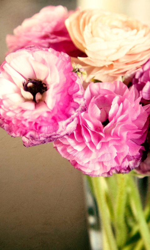 Pink Ranunculus screenshot #1 480x800