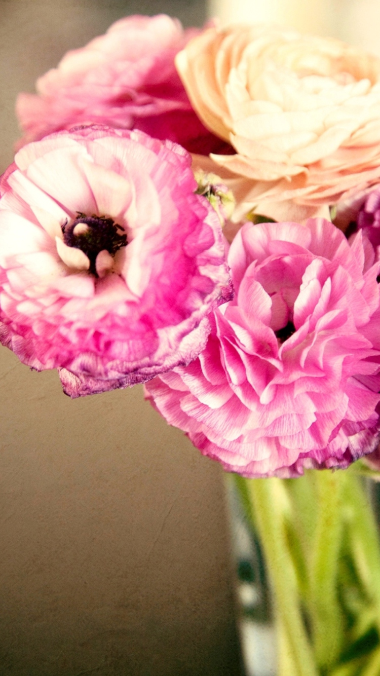 Das Pink Ranunculus Wallpaper 750x1334