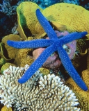 Sfondi Sea-Star From Ocean 128x160
