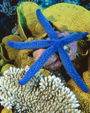Sea-Star From Ocean wallpaper 176x220