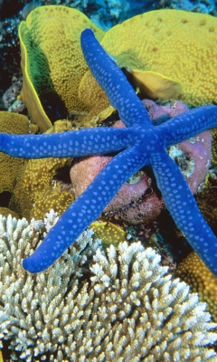 Sea-Star From Ocean wallpaper 240x400