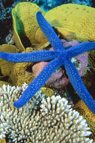 Обои Sea-Star From Ocean 320x480