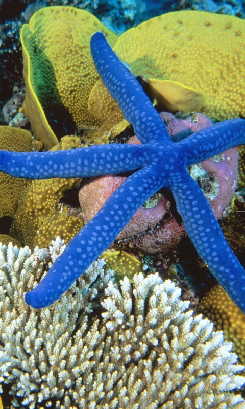 Sea-Star From Ocean screenshot #1 480x800