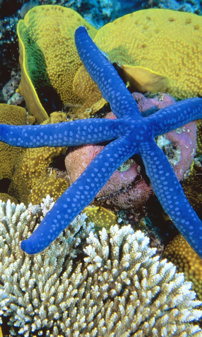 Sea-Star From Ocean wallpaper 768x1280