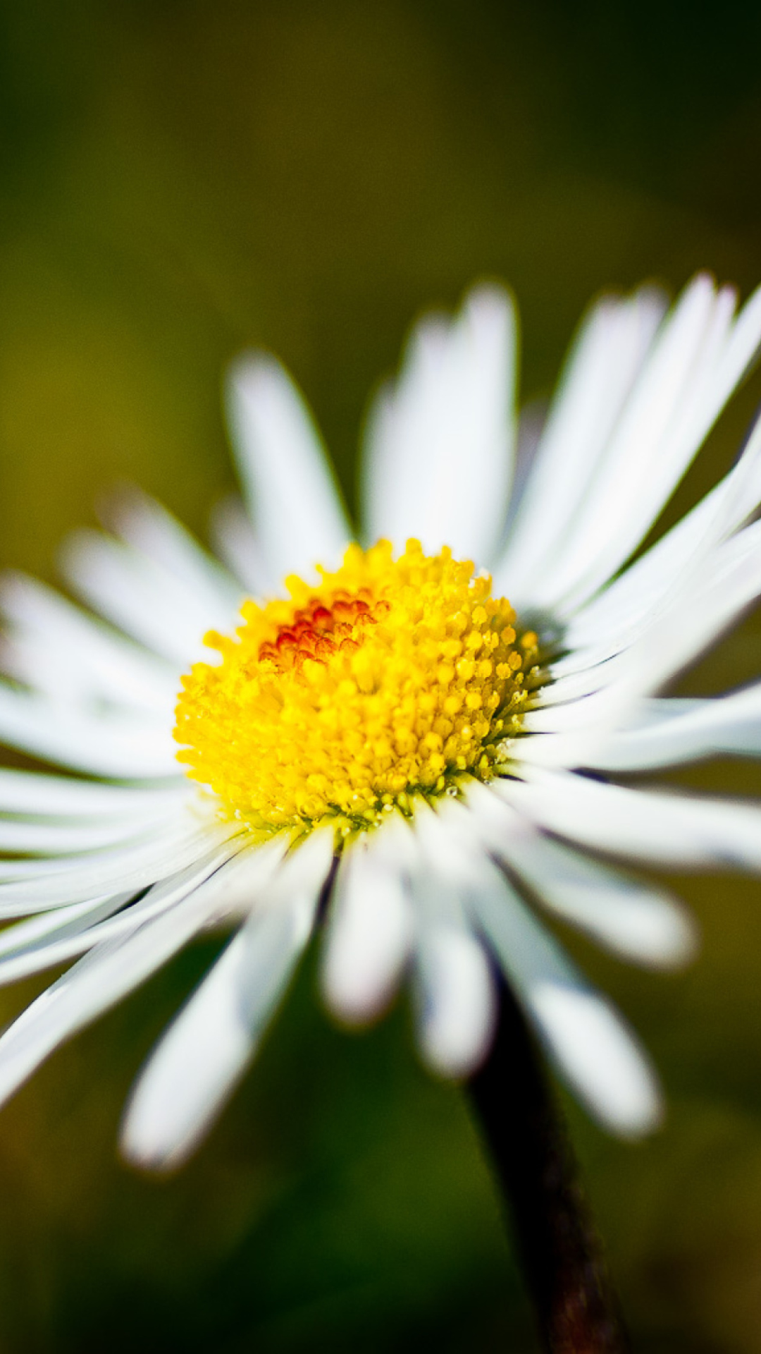 Обои Summer Flower 1080x1920