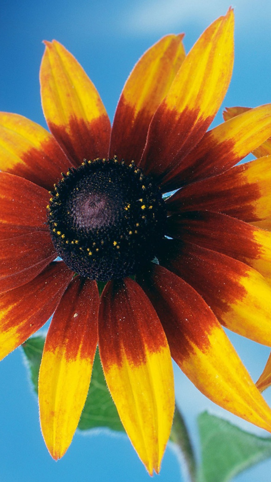 Fondo de pantalla Sunflower 1080x1920