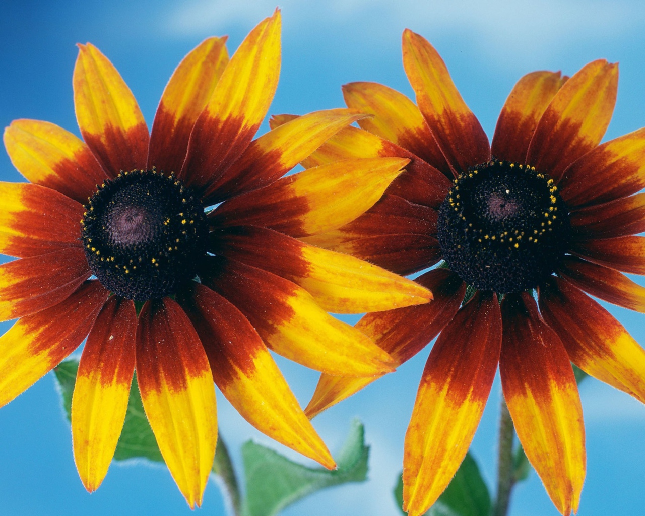 Обои Sunflower 1280x1024