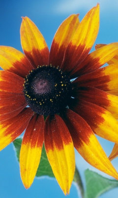 Fondo de pantalla Sunflower 240x400