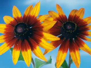 Sunflower wallpaper 320x240