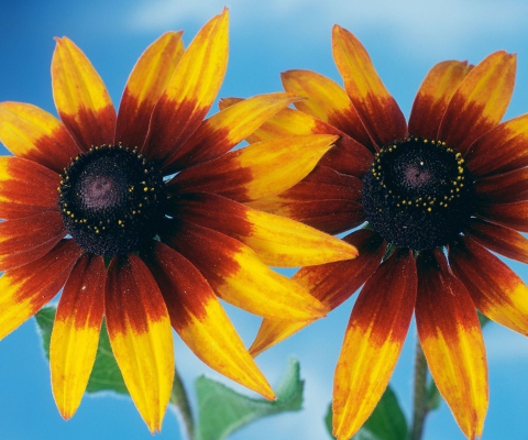 Fondo de pantalla Sunflower 480x400