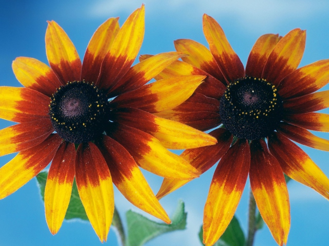 Sunflower wallpaper 640x480