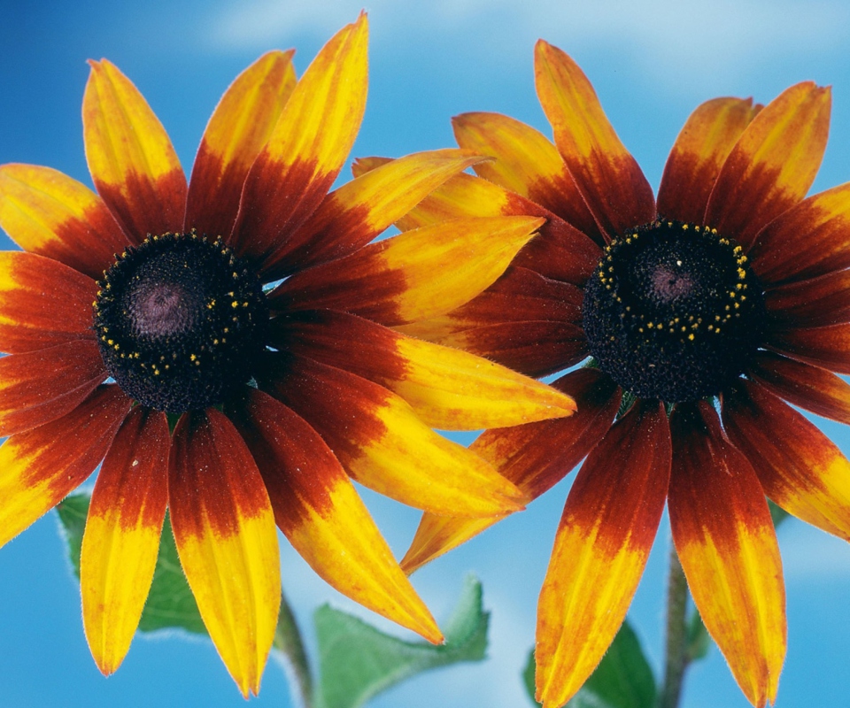 Fondo de pantalla Sunflower 960x800
