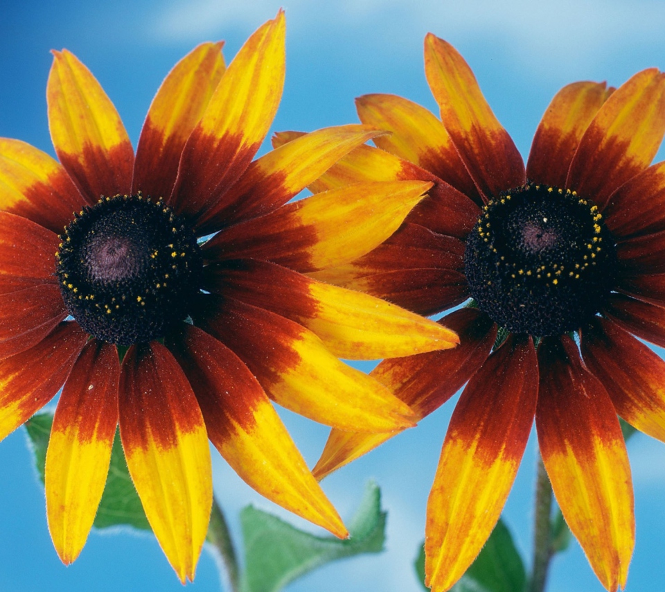 Sunflower wallpaper 960x854