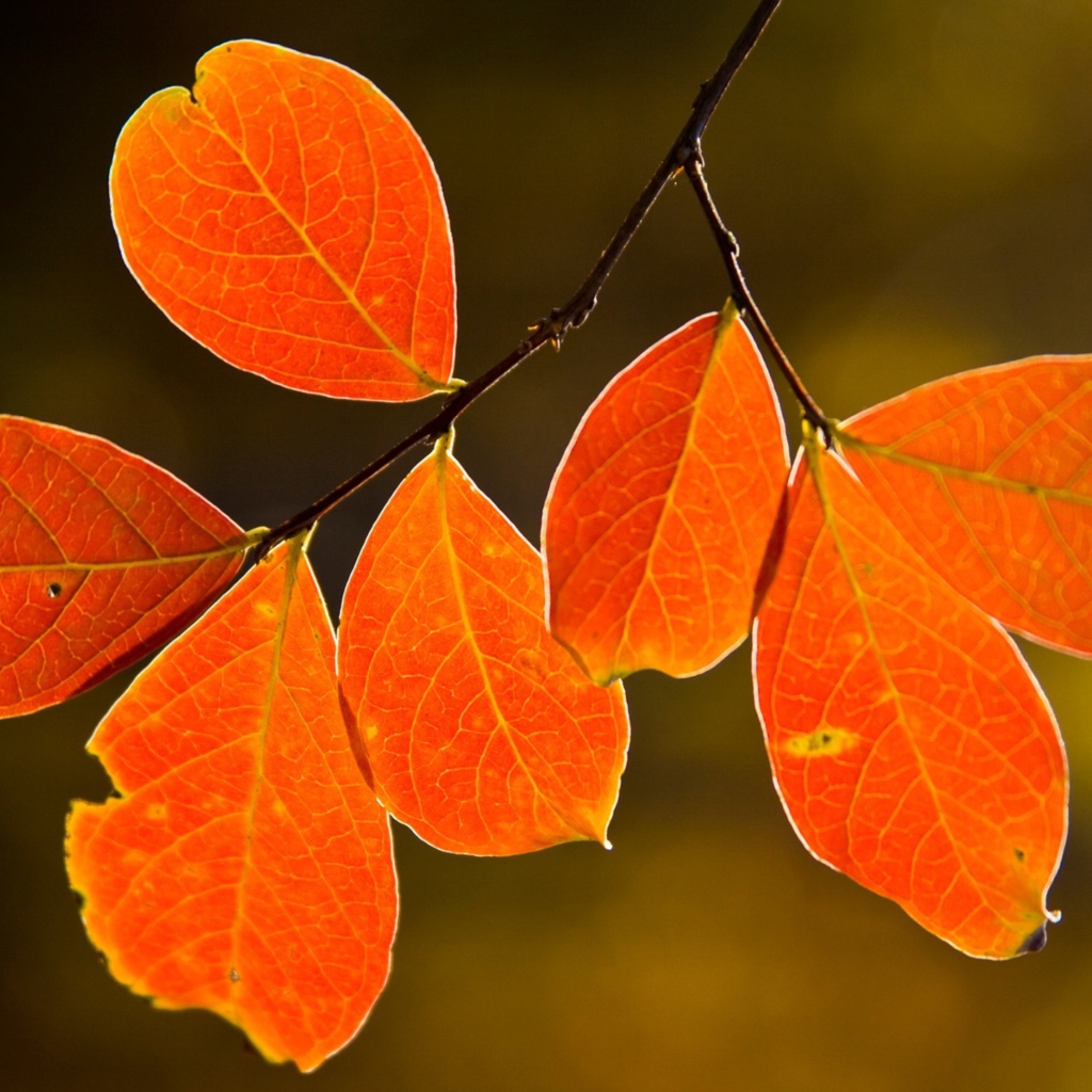 Fondo de pantalla Bright Autumn Orange Leaves 1024x1024