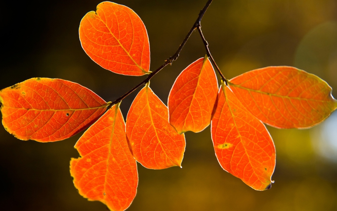 Обои Bright Autumn Orange Leaves 1280x800