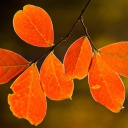 Bright Autumn Orange Leaves screenshot #1 128x128