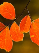 Fondo de pantalla Bright Autumn Orange Leaves 132x176