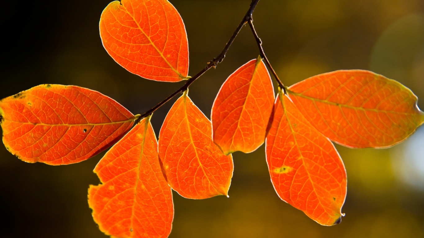 Fondo de pantalla Bright Autumn Orange Leaves 1366x768