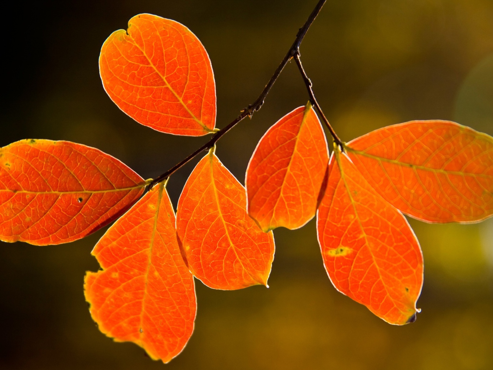 Fondo de pantalla Bright Autumn Orange Leaves 1600x1200