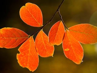 Das Bright Autumn Orange Leaves Wallpaper 320x240