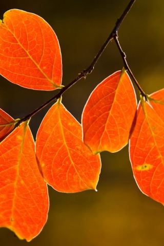 Das Bright Autumn Orange Leaves Wallpaper 320x480