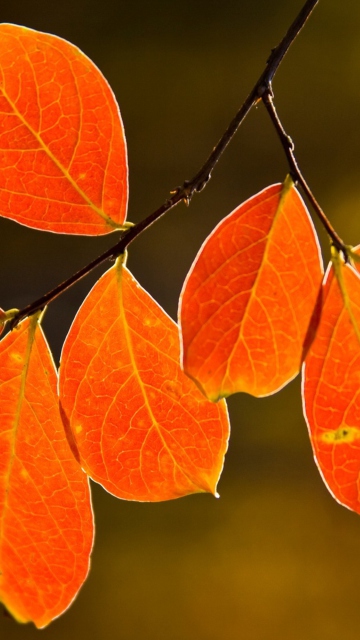 Sfondi Bright Autumn Orange Leaves 360x640