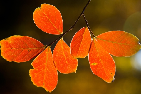 Bright Autumn Orange Leaves wallpaper 480x320