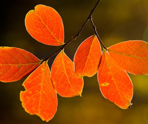 Screenshot №1 pro téma Bright Autumn Orange Leaves 480x400