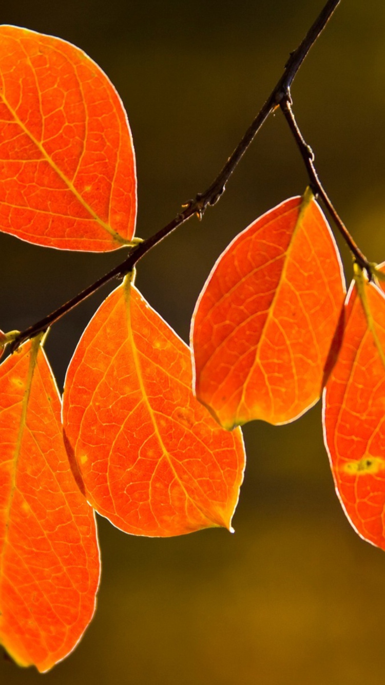 Bright Autumn Orange Leaves wallpaper 750x1334