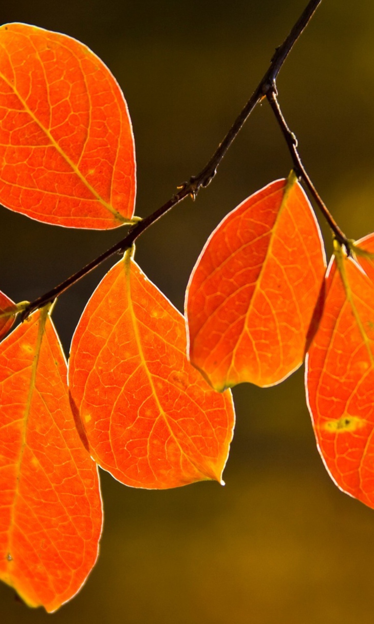 Обои Bright Autumn Orange Leaves 768x1280