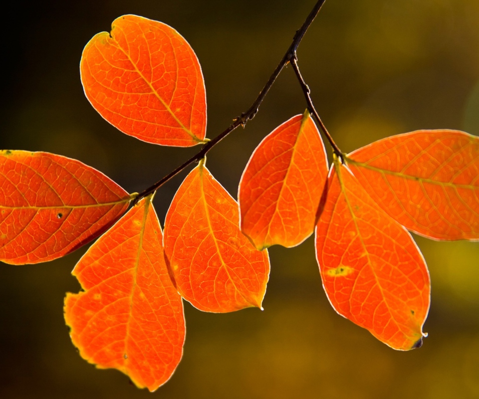 Das Bright Autumn Orange Leaves Wallpaper 960x800