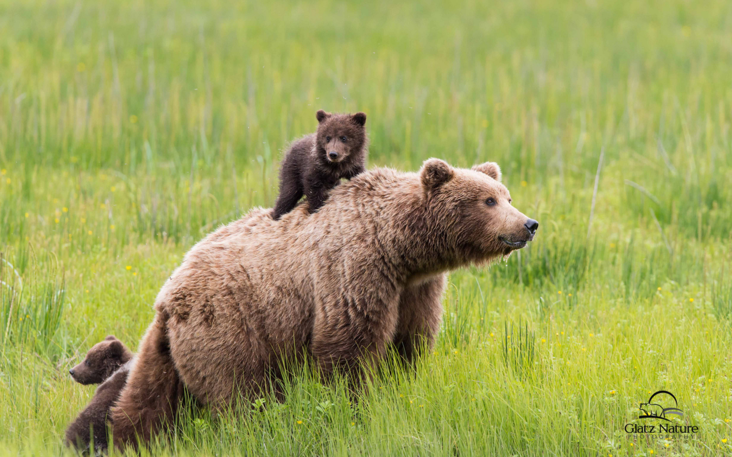 Обои Brown Bear Family 1440x900