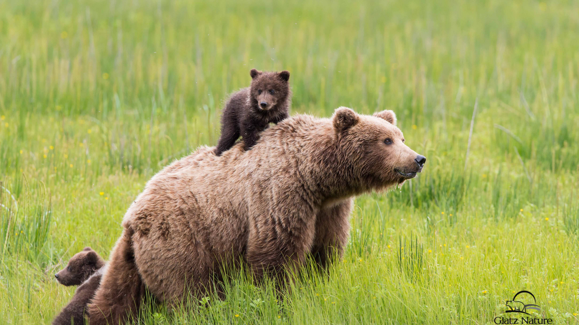 Обои Brown Bear Family 1920x1080